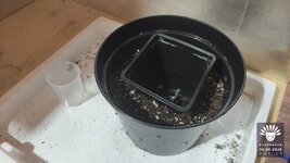 01_2026-08-30_aya-01_veg-w02d13_setup_01.jpg