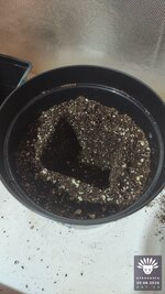 04_2026-08-30_aya-01_veg-w02d13_setup_04.jpg