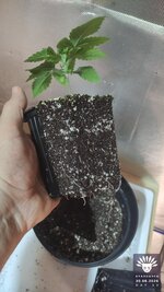 05_2026-08-30_aya-01_veg-w02d13_root_04.jpg