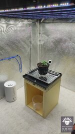 09_2026-08-30_aya-01_veg-w02d13_setup_07.jpg