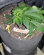 IMG_20260906_011318.jpg