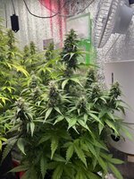 IMG_3408.jpeg