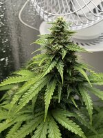 IMG_3410.jpeg
