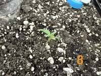 IMG_2954.jpeg