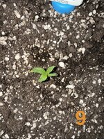 IMG_2962.jpeg
