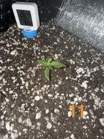 IMG_2988.jpeg