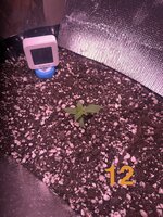 IMG_2992.jpeg