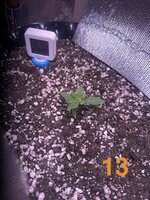 IMG_2996.jpeg