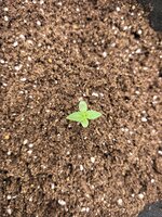 IMG_20260906_180437.jpg