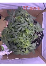 IMG_2727.jpeg