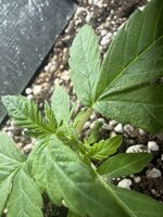 IMG_3026.jpeg