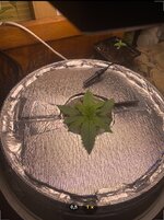 IMG_6907.jpeg