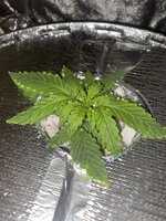 IMG_6915.jpeg