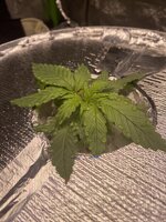 IMG_6918.jpeg