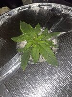 IMG_6913.jpeg