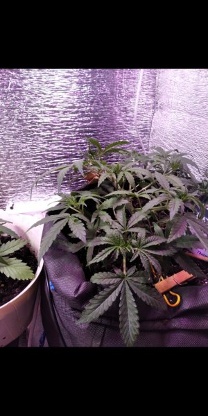 Screenshot_2022-06-21-20-35-13-875_com.miui.gallery[1].jpg