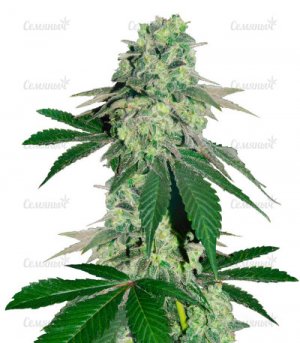 sort-Canadian-Kush-2.0-fem-Medical-seeds__lcgxAIJmc97jK9vm.jpg