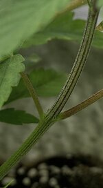 IMG_5266.jpeg