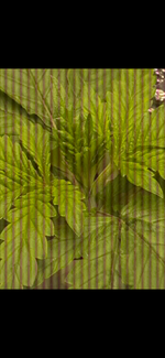 IMG_6939.png