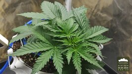 2026-09-06_acid-rain-01_veg-w03d20_canopy_02.jpg