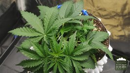 2026-09-07_acid-rain-01_veg-w03d21_canopy_02.jpg