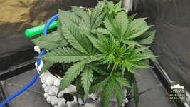 2026-09-08_acid-rain-01_veg-w03d22_canopy_01.jpg