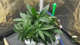 2026-09-09_acid-rain-01_veg-w03d23_canopy_01.jpg