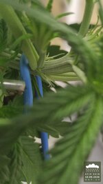 2026-09-10_acid-rain-01_veg-w03d24_macro_02.jpg