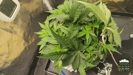 2026-09-11_acid-rain-01_veg-w03d25_canopy_01.jpg