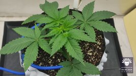 2026-09-05_aya-01_veg-w03d19_canopy_02.jpg