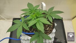2026-09-06_aya-01_veg-w03d20_canopy_01.jpg