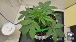 2026-09-07_aya-01_veg-w03d21_canopy_01.jpg