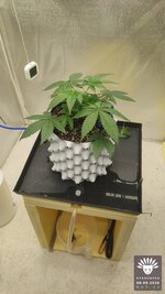 2026-09-08_aya-01_veg-w03d22_setup_01.jpg