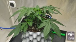 2026-09-10_aya-01_veg-w03d24_full_01.jpg