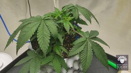 2026-09-11_aya-01_veg-w03d25_canopy_01.jpg