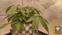 2026-09-11_aya-01_veg-w03d25_macro_01.jpg