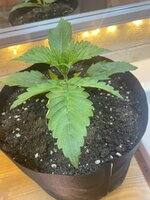 IMG_0074.jpeg