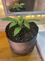 IMG_0072.jpeg