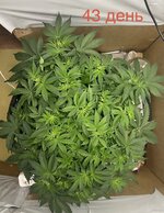 IMG_2790.jpeg