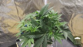 2026-09-12_acid-rain-01_veg-w04d26_canopy_01.jpg