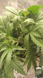 2026-09-12_acid-rain-01_veg-w04d26_canopy_02.jpg