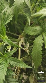 2026-09-12_acid-rain-01_veg-w04d26_macro_02.jpg