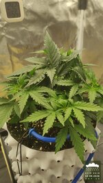 2026-09-12_acid-rain-01_veg-w04d26_full_01.jpg