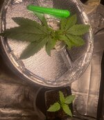 IMG_6954.jpeg