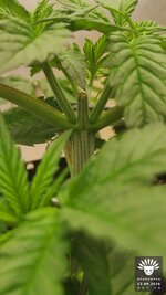 2026-09-12_aya-01_veg-w04d26_macro_02.jpg