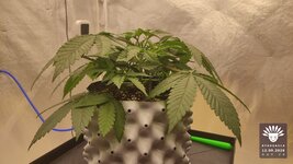 2026-09-12_aya-01_veg-w04d26_full_02.jpg