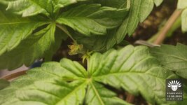 2026-09-12_aya-01_veg-w04d26_macro_01.jpg