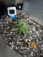 IMG_3021.jpeg