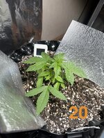 IMG_3046.jpeg
