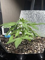 IMG_3053.jpeg